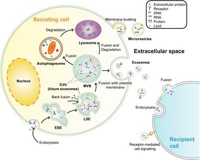 The Emerging Role of Neural Cell-Derived Exosomes in Intercellular Communication in Health and Neurodegenerative Diseases